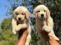 Orjinal ırk Ve sağlık Garantili Golden Retriever