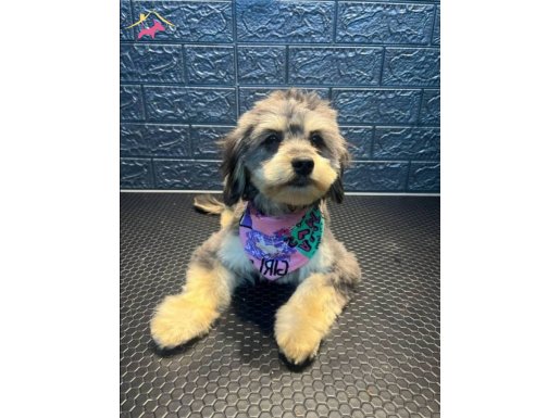 Gümüş Karamel Süper Oyuncu Dişi Poodle