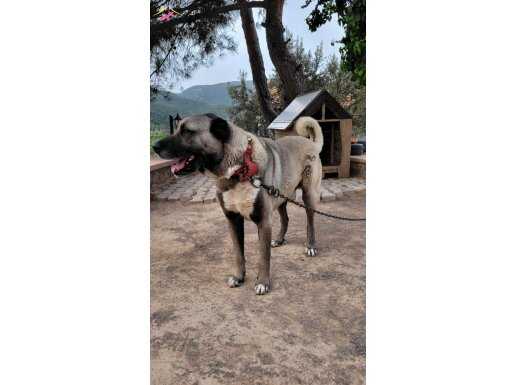 ORJİNAL KANGAL KARAKIRÇIL YAVRULARI  İZMİR