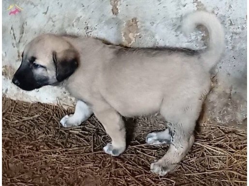 Meşhur Söğütcüklü Kurtçul Boz Kangalın Torunları