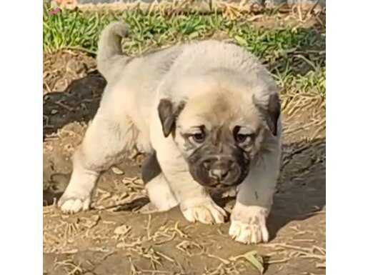 DÜNYA ŞAMPİYONU KURTCUL BOZ KANGAL  TORUNLARI
