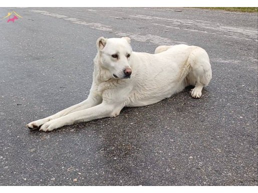 Safkan Akbaş Yavruları Sürü Koruma Ve Sadakat Genetik Mirası