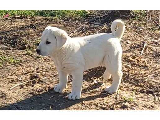 Safkan Akbaş Yavruları Sürü Koruma Ve Sadakat Genetik Mirası