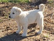 6 TORBA MAMA GETİRENE SAFKAN KALİTELİ AKBAŞ YAVRULARI