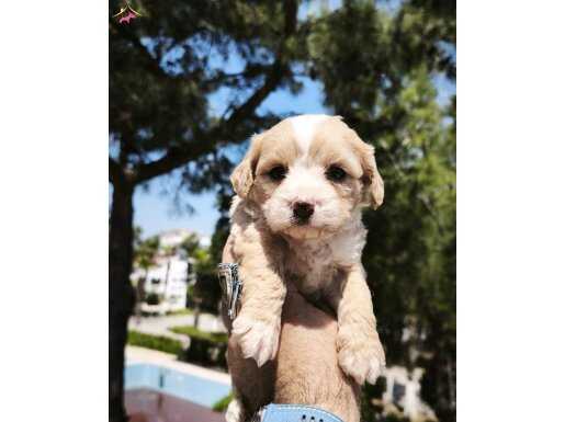 MALTİPOO BEBEKLERİMİZ 
