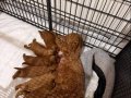 Red Brown Toy Poodle Yavrular