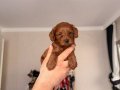 Red Brown Toy Poodle Yavrular