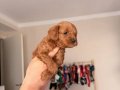 Red Brown Toy Poodle Yavrular
