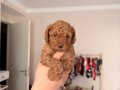 Red Brown Toy Poodle Yavrular