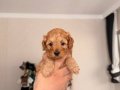 Red Brown Toy Poodle Yavrular