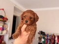 Red Brown Toy Poodle Yavrular