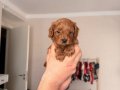 Red Brown Toy Poodle Yavrular