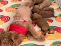 Red Brown Toy Poodle Yavrular