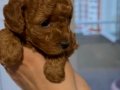 Red Brown Toy Poodle Yavrular