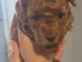 Red Brown Toy Poodle Yavrular