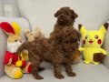 Orijinal Toy Poodle Yavrular - 2 Aylık Dişi ve Erkek