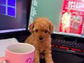 Orijinal Toy Poodle Yavrular - 2 Aylık Dişi ve Erkek