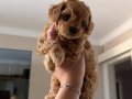 Orijinal Toy Poodle Yavrular - 2 Aylık Dişi ve Erkek