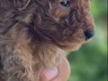 Teacup poodle erkek EDİRNE aileden kore poodle verilecektir