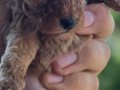 Teacup poodle erkek EDİRNE aileden kore poodle verilecektir