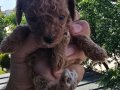 Teacup poodle erkek EDİRNE aileden kore poodle verilecektir