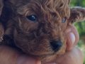 Teacup poodle erkek EDİRNE aileden kore poodle verilecektir