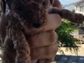 Teacup poodle erkek EDİRNE aileden kore poodle verilecektir