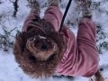 Teacup poodle erkek EDİRNE aileden kore poodle verilecektir