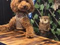 Teacup poodle erkek EDİRNE aileden kore poodle verilecektir
