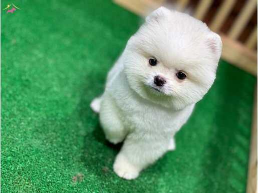 TATLI POMERANIAN BOO YAVRULARMIZ 