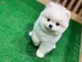 TATLI POMERANIAN BOO YAVRULARMIZ 