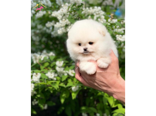 Minicik Pomeranian Boo bebekler