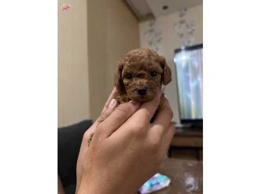 Toy poodle 