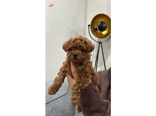 Kore poodle Teddy Bear Surat
