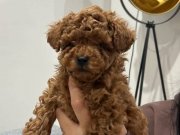 Kore poodle Teddy Bear Surat