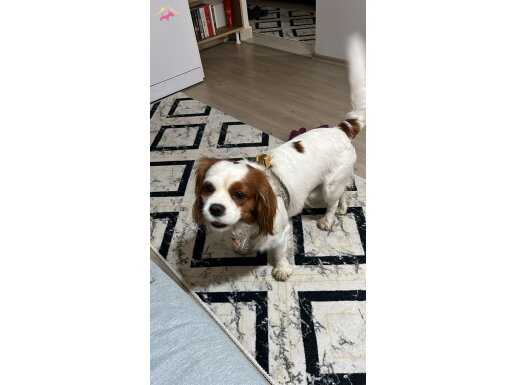 sahiplendirdiğim aile tarafından terk edildi