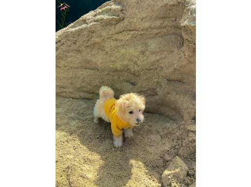 Maltese Terrier