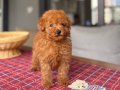 Kore Kan Hattı Kızıl Peluş Toy Poodle Yavrum