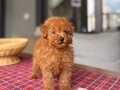 Kore Kan Hattı Kızıl Peluş Toy Poodle Yavrum