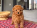 Kore Kan Hattı Kızıl Peluş Toy Poodle Yavrum