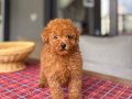 Kore Kan Hattı Kızıl Peluş Toy Poodle Yavrum