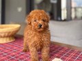 Kore Kan Hattı Kızıl Peluş Toy Poodle Yavrum