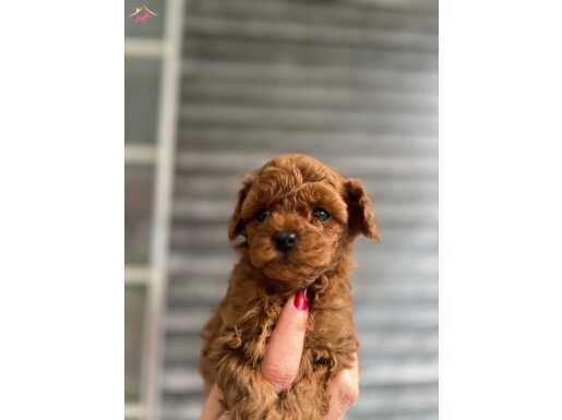 BÜYÜMEYECEK TOY POODLE