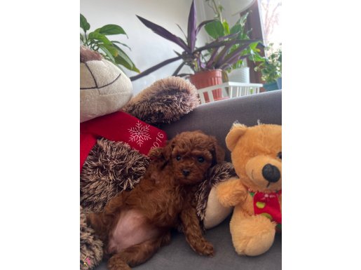 Harika ötesi Kore poodle 