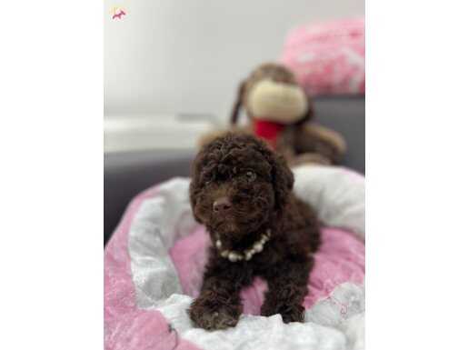 Chocolate Brown Toy poodle