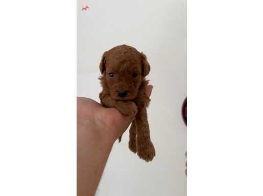 Red brown Poodle