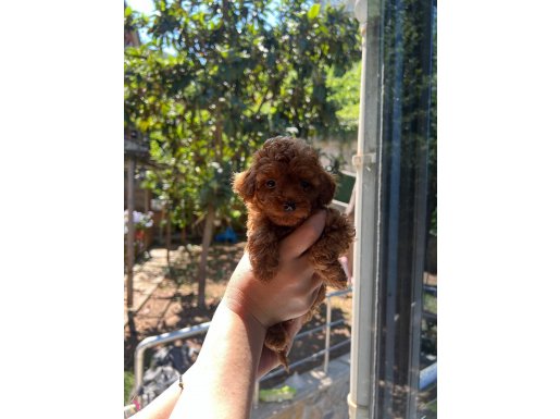 Safkan Toy poodle yavrular
