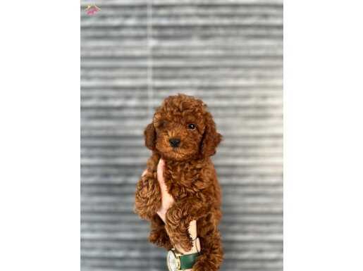 ORJİNAL TOY POODLE