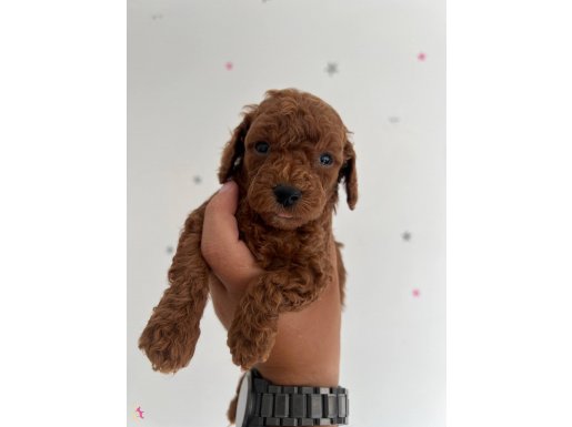 En küçük ve en koyu Toy poodle 