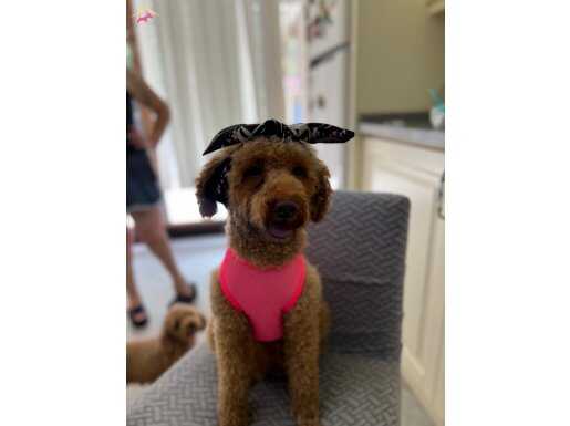 Yetişkin dişi Poodle